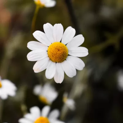 گیاه بابوبنه به دو دسته اصلی بابونه آلمانی و بابونه رومی تقسیم میشود